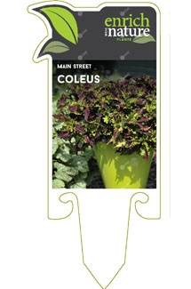 Coleus Label Image.jpg